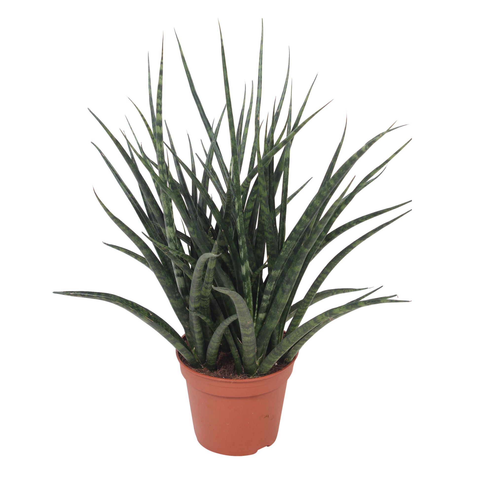 Achetez Maintenant Une Plante Dintérieur Langue De Belle Mère Sansevieria Fernwood Punk 