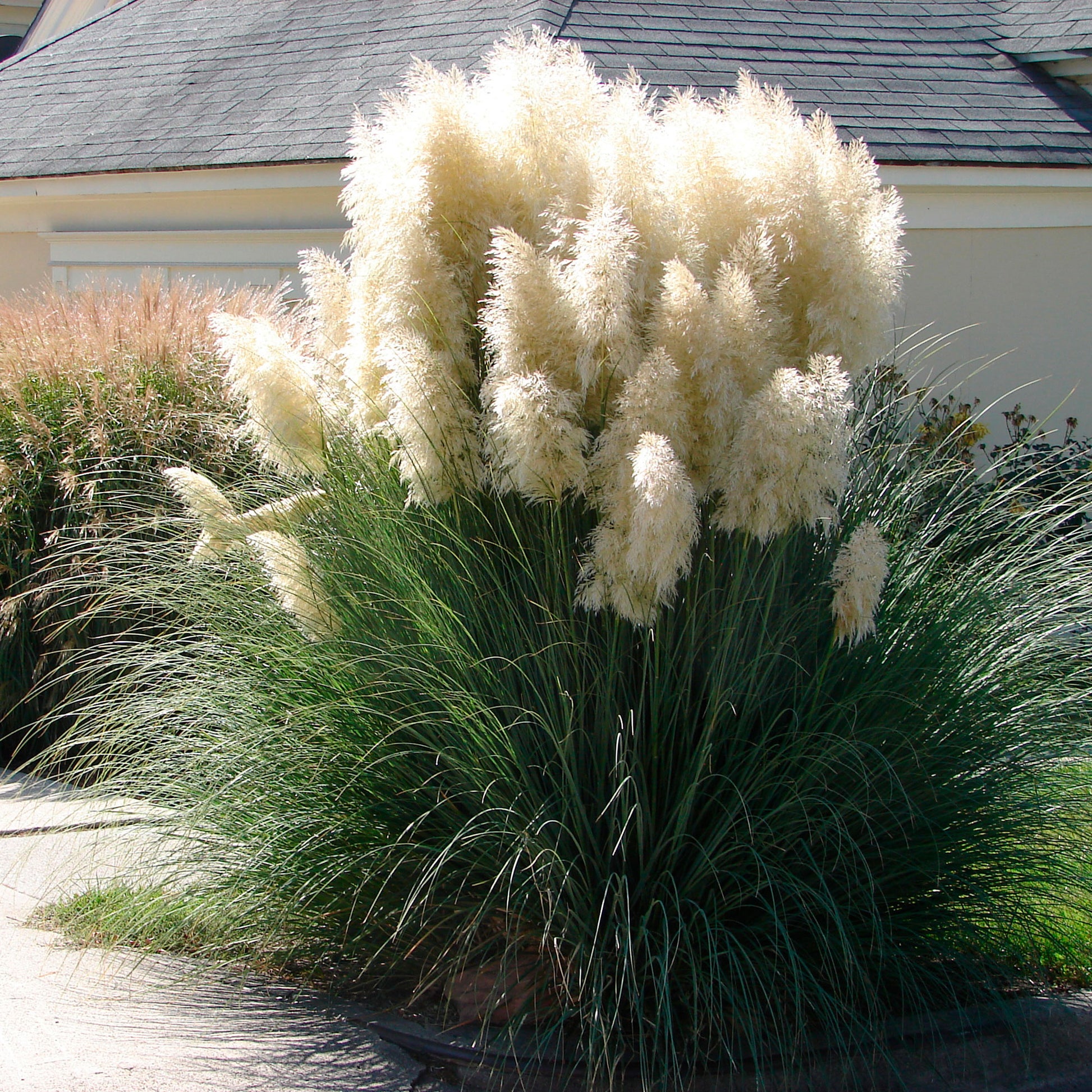 Achetez maintenant Graminée Herbe de la pampa Cortaderia 'Evita' blanc |  Bakker.com