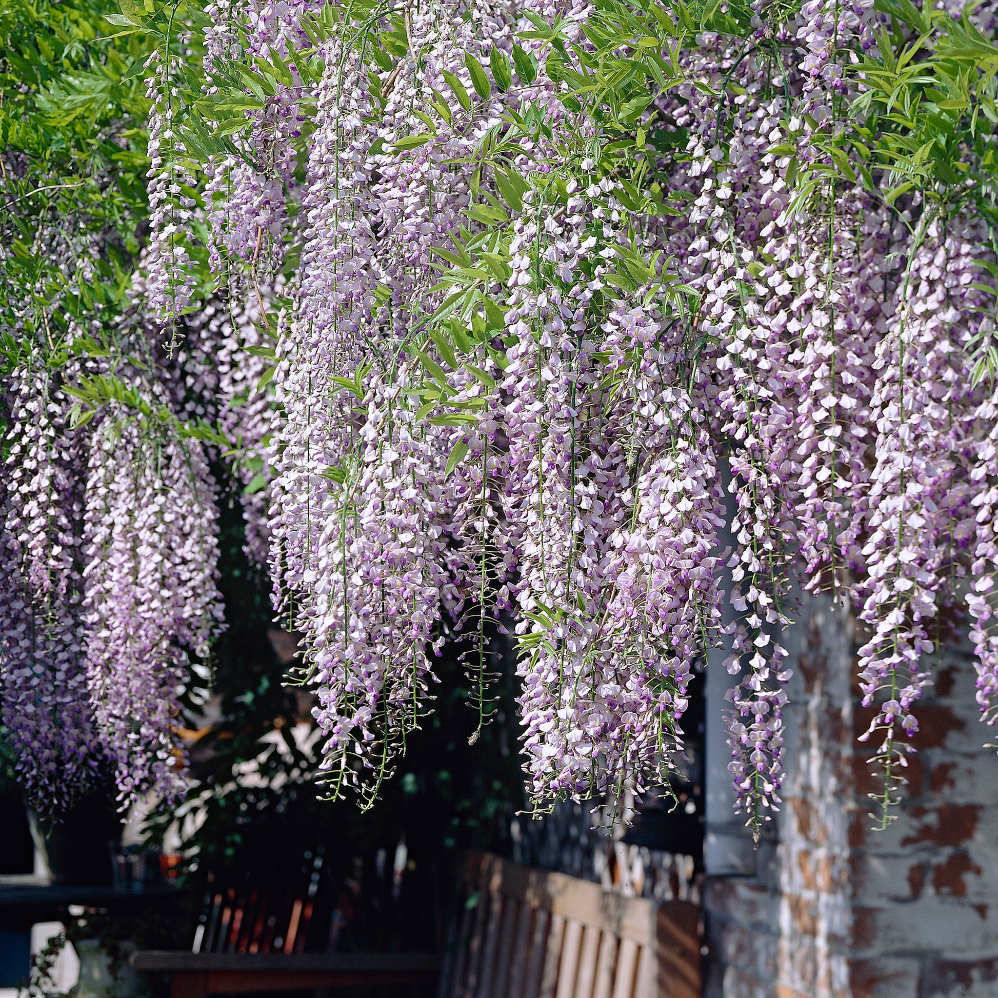 Glycine Wisteria 'Naga Noda' bleu acheter | Bakker.com