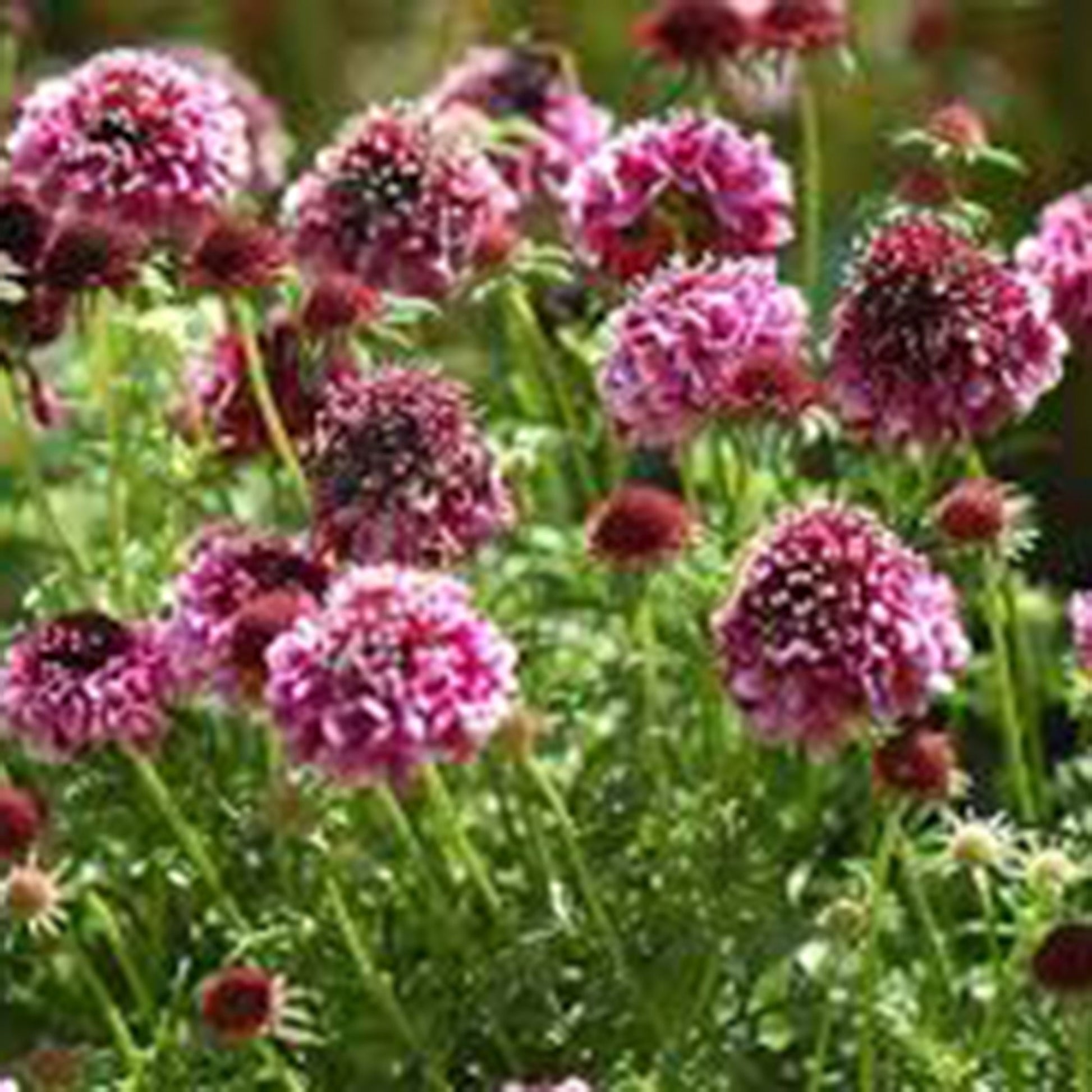 Achetez maintenant une plante vivace Scabieuse colombaire Scabiosa  'Barocca' Violet-Noir - Bio | Bakker.com
