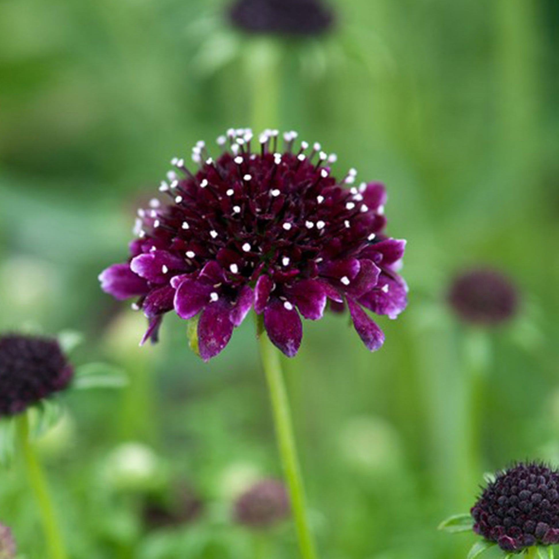 Achetez maintenant une plante vivace Scabieuse colombaire Scabiosa  'Barocca' Violet-Noir - Bio | Bakker.com