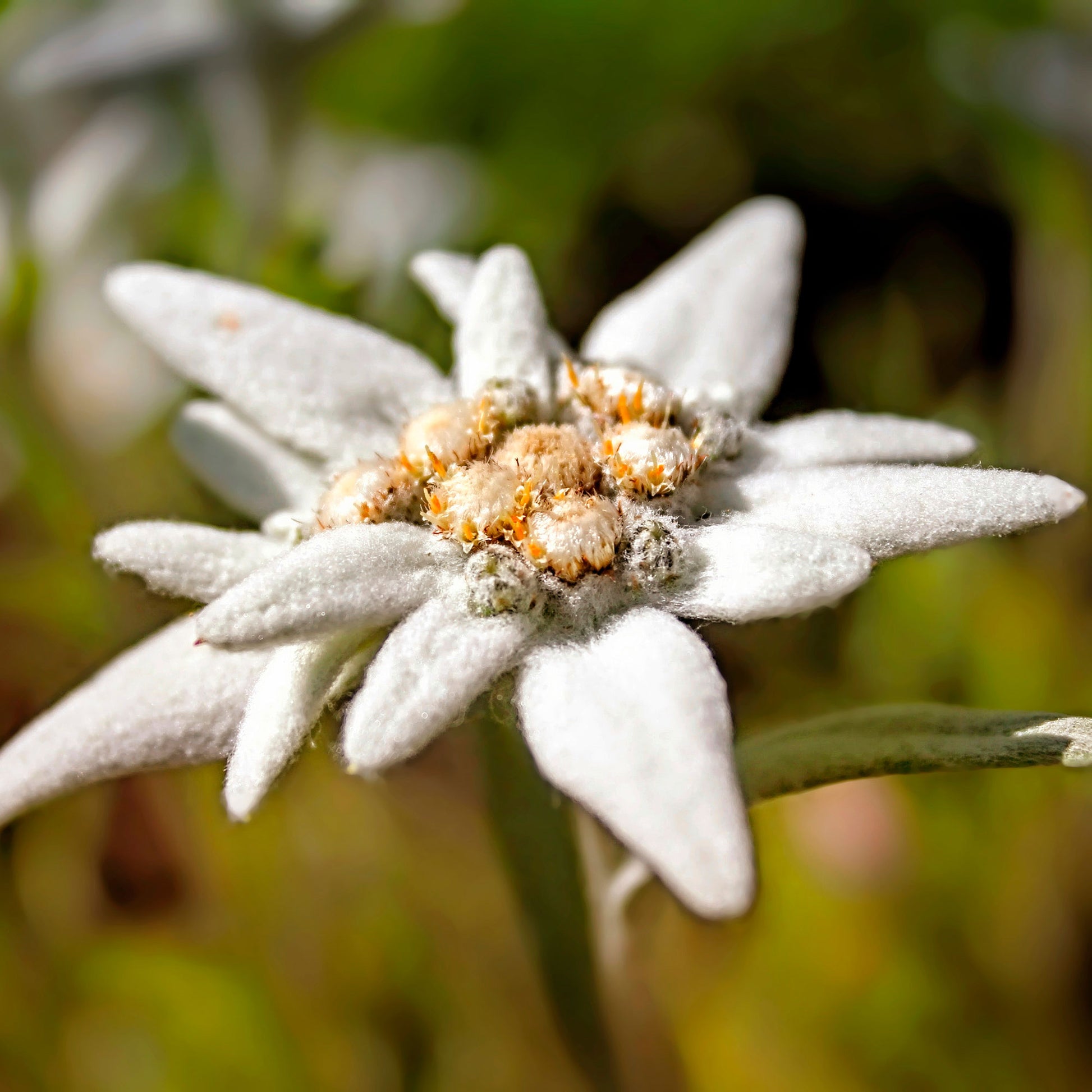 Achetez maintenant une plante vivace 6x Edelweiss Leontopodium alpinum  blanc-jaune | Bakker.com