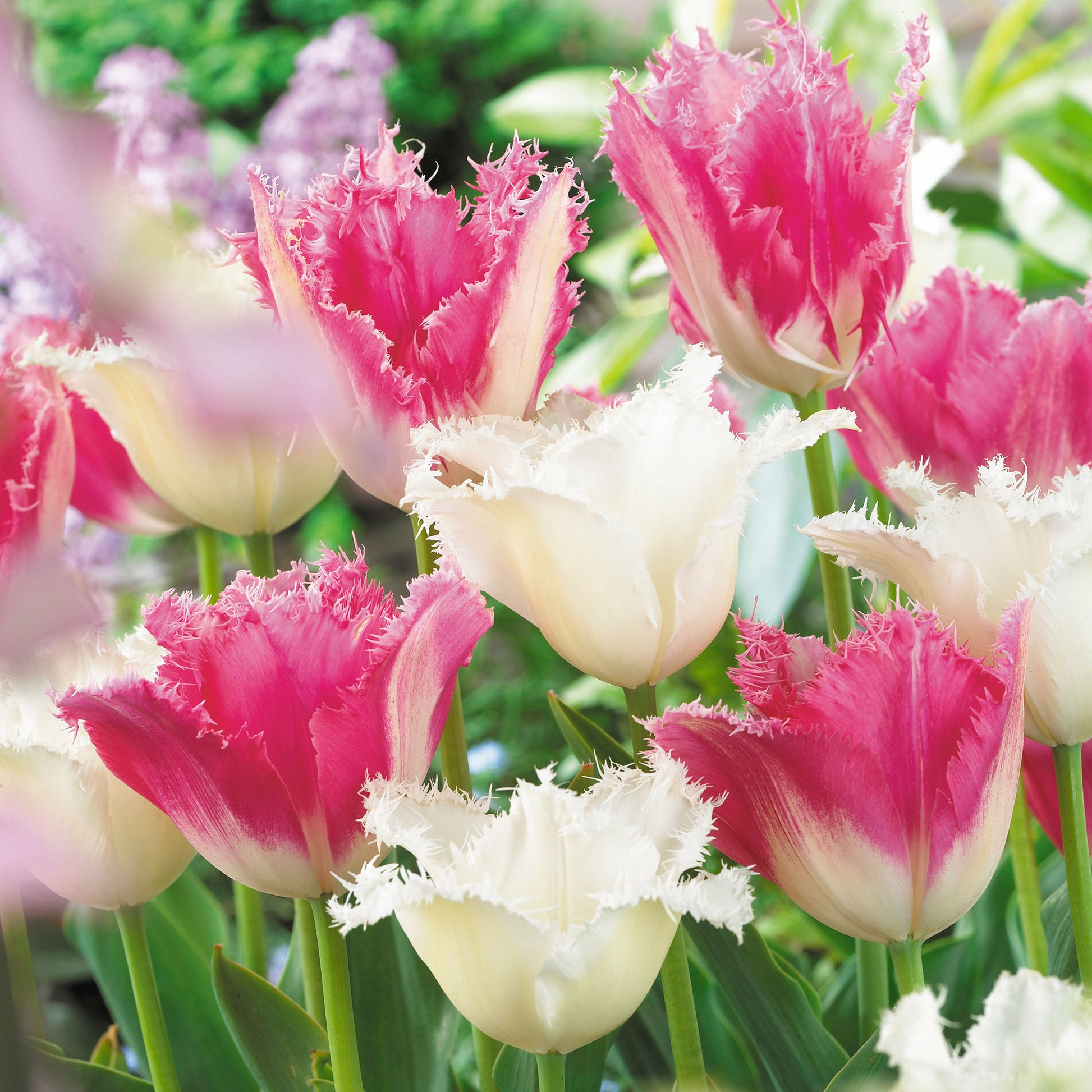 16x Tulipe Tulipa - Mélange 'Royal Wedding' Rose-Blanc acheter | Bakker.com