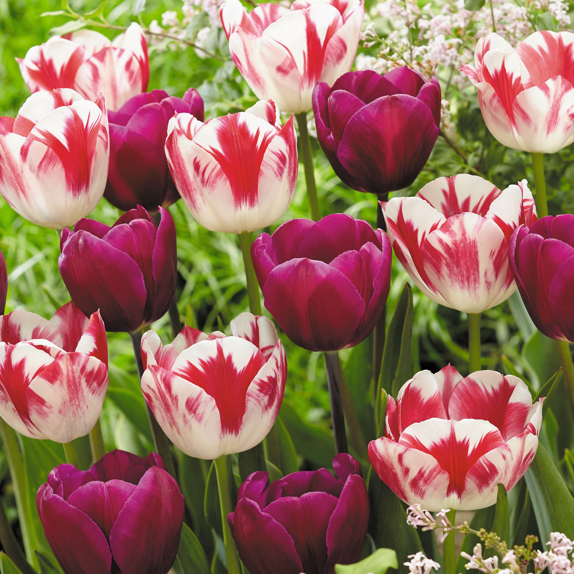 16x Tulipe Tulipa - Mélange 'Flames At Night' Violet-Rouge-Blanc acheter |  Bakker.com