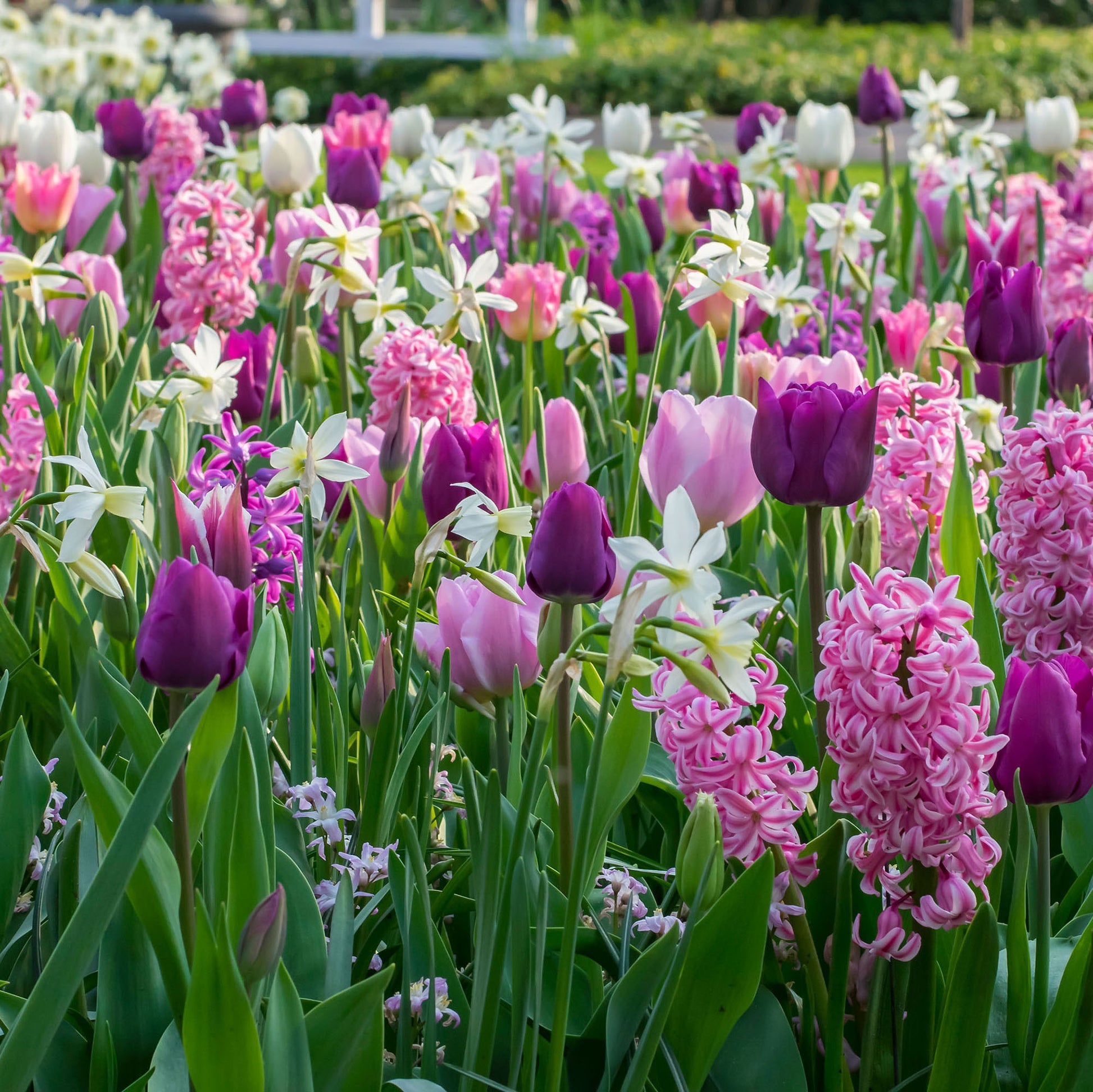 24x Tulipes, narcisses et jacinthes - Mélange 'Ratatouille' violet-rose  acheter | Bakker.com