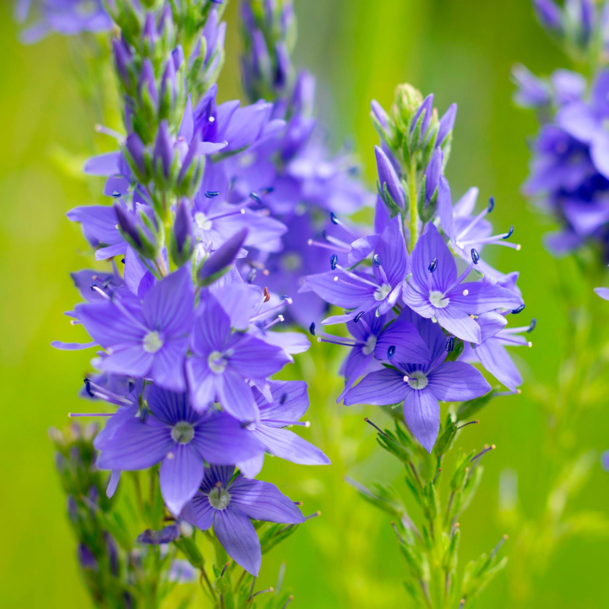Achetez maintenant une plante vivace Véronique à longues feuilles Veronica  longifolia violette Biologique | Bakker.com
