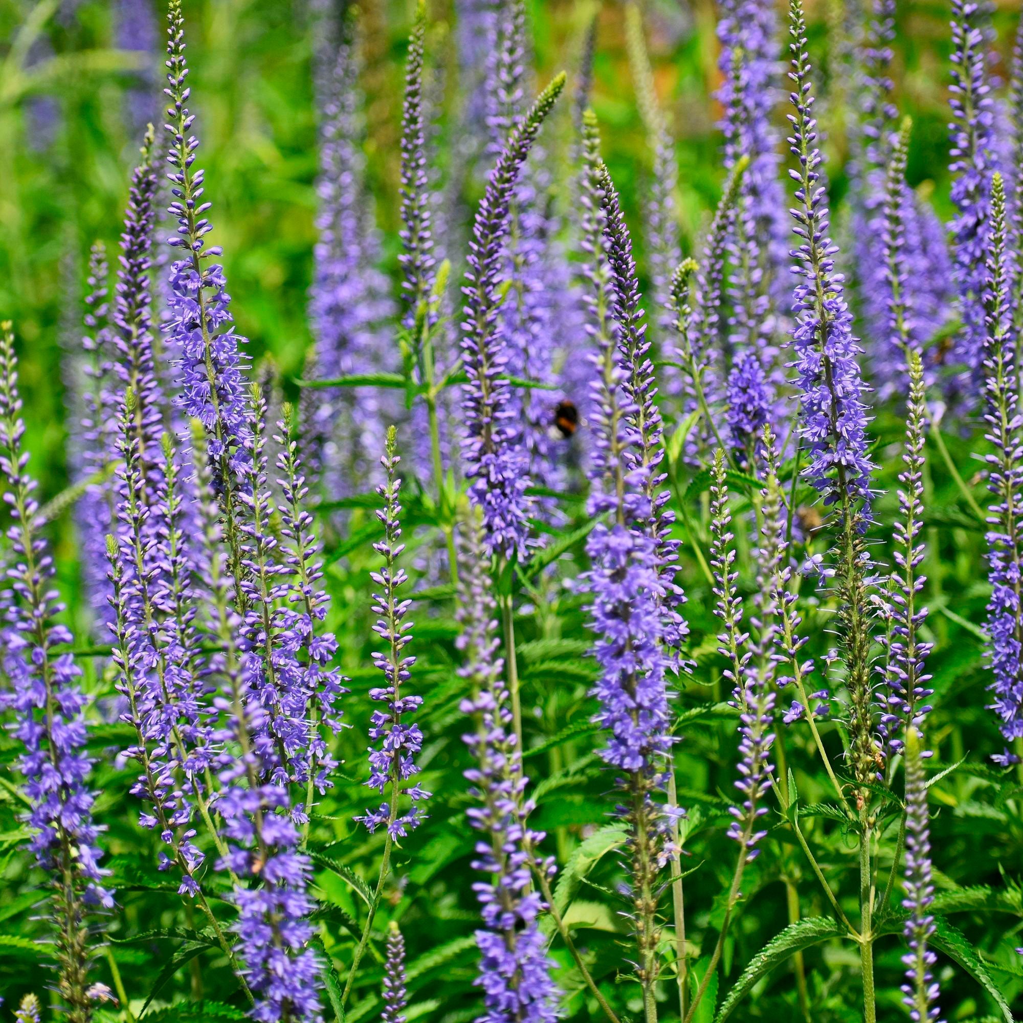 Achetez maintenant une plante vivace Véronique à longues feuilles Veronica  longifolia violette Biologique | Bakker.com