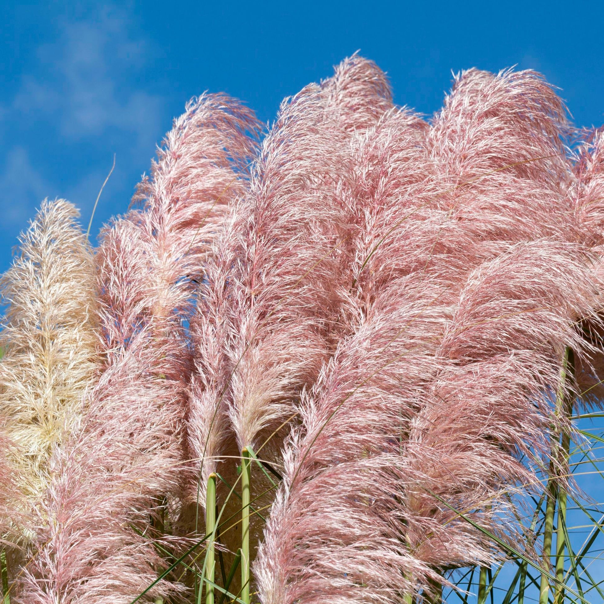 Achetez maintenant Graminée Herbe de la pampa Cortaderia 'Rosea' Blanc-Rose  | Bakker.com