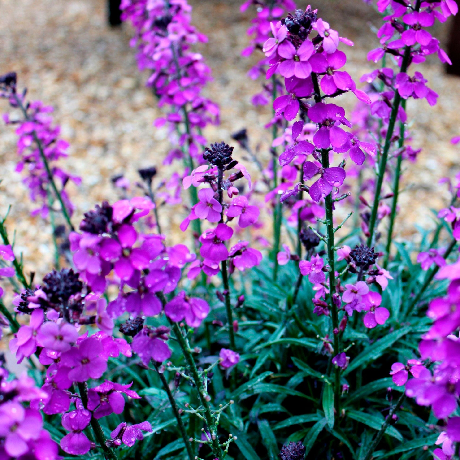 Achetez maintenant une plante vivace Erysimum 'Bowles Mauve' Violet |  Bakker.com