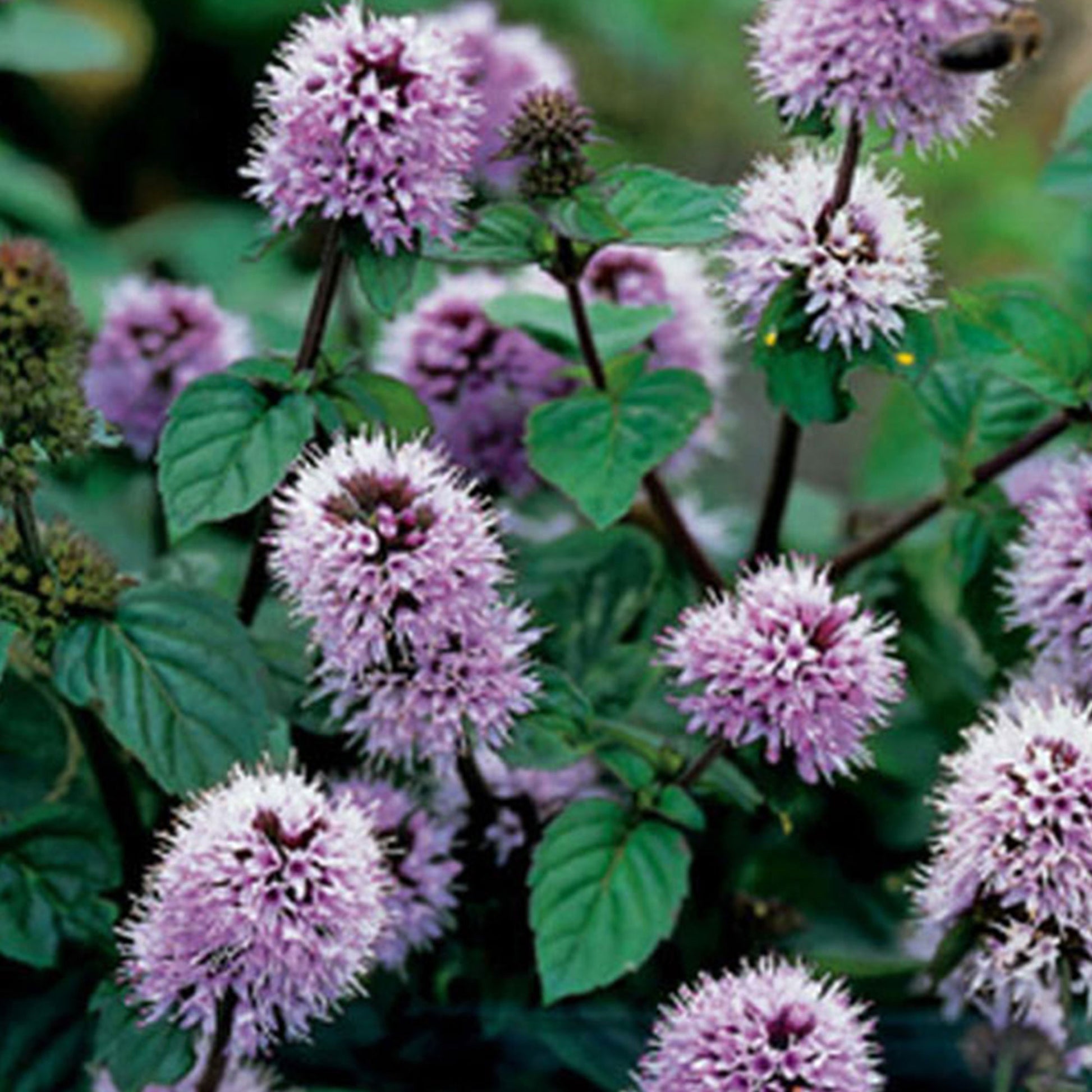 Achetez maintenant une plante aquatique Menthe Mentha aquatica violet -  Plante de berge | Bakker.com