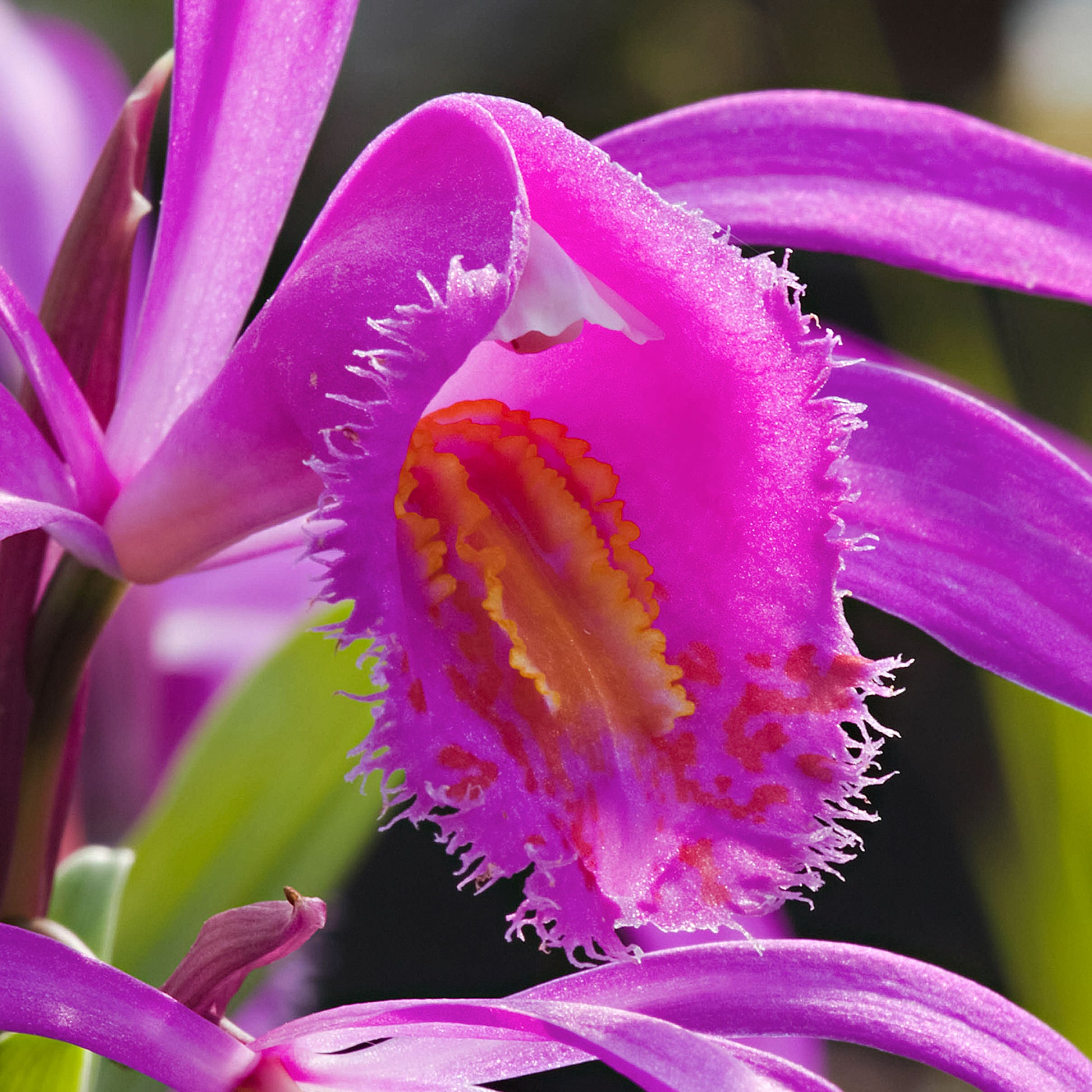 3x Orchidée terrestre Bletilla striata violet acheter | Bakker.com