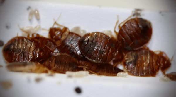 Bed bug crawling on a mattress seam close-up