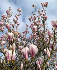 magnolia blossoms against a blue sky with a few light clouds