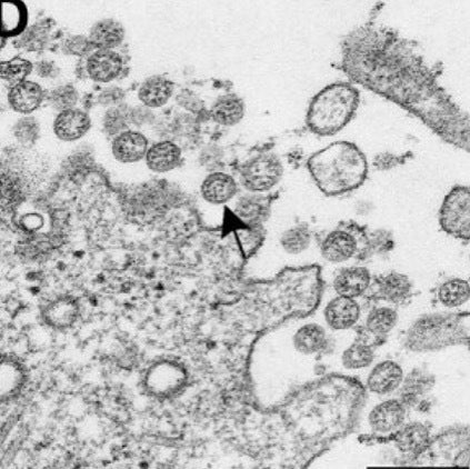 "proof" that the novel coronavirus or COVID-19 exists