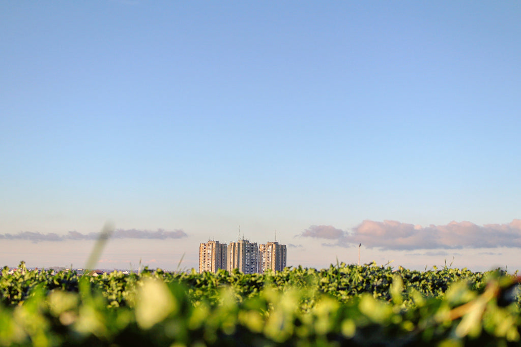 High rise buildings and green grass.