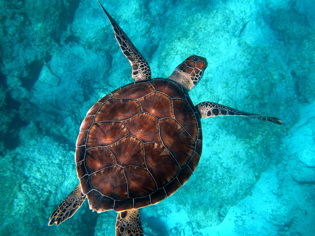 Trtle Swimming in the Ocean