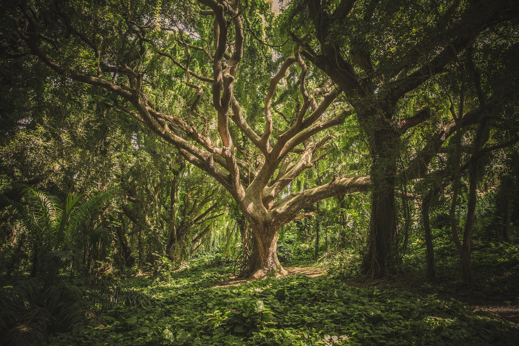 A large tree in a forest