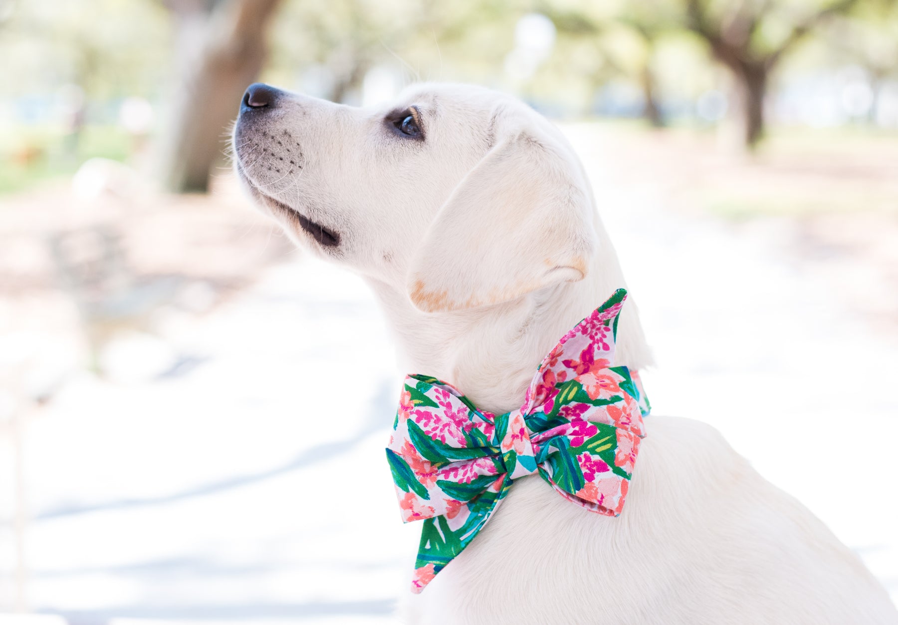 dog with bow