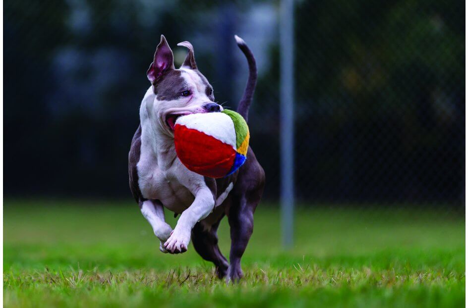 beach ball for dogs