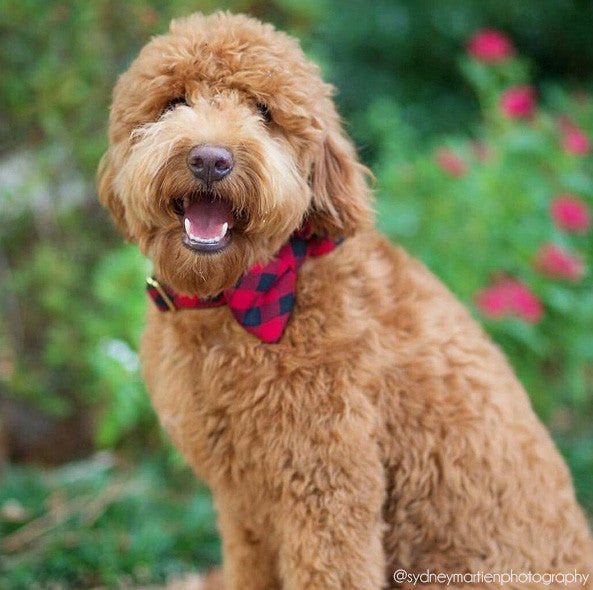 red bow tie dog collar