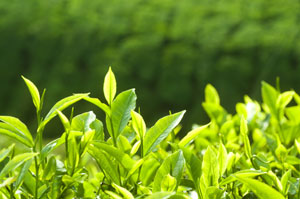 Clearspring Poudre de Thé Vert Japonais Matcha – Premium Grade 40G – Green  Village Maroc