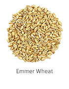 Emmer Wheat