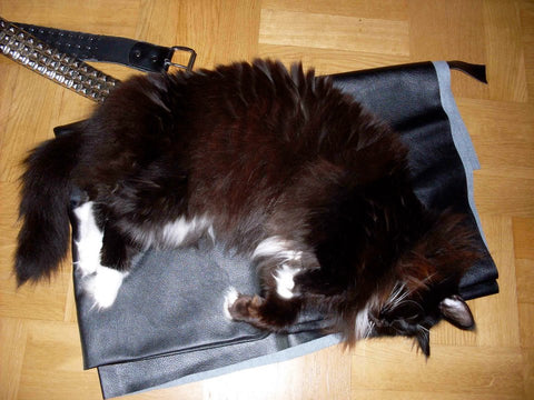 large black fluffy cat sleeping on faux leather fabric