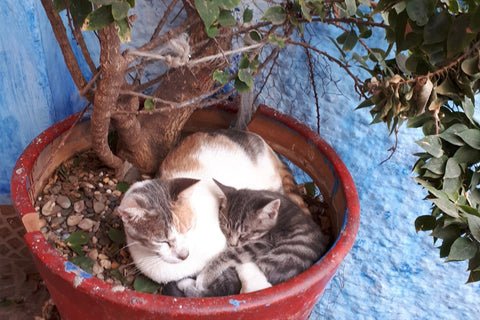 cats in large pot in Rabat Morocco