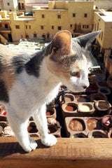 Morocco street cat by the tannery in Fes
