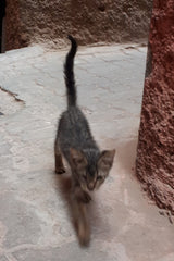 Marrakesh street cat