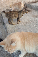 Street cats in Rabat Morocco