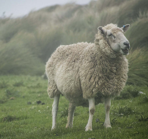 Lambswool vs Merino Wool