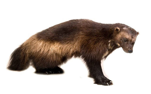 wolverine animal figurine