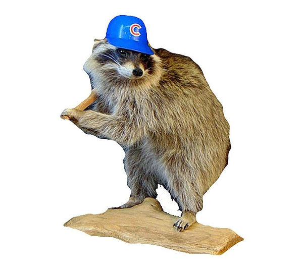 Cubs Baseball Cap Raccoon Professional Taxidermy Mounted Animal Statue Home or Office Gift