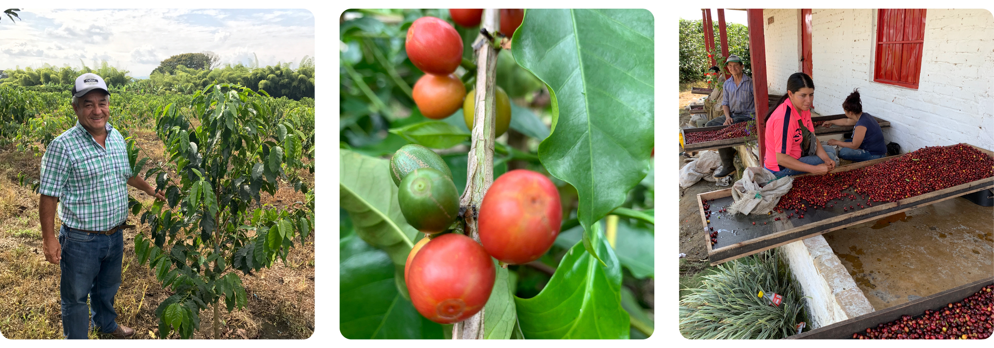 Jairo Arcila on his speciality coffee farm; Coffee cherries on the tree; Producers hand sort coffee cherries after harvesting