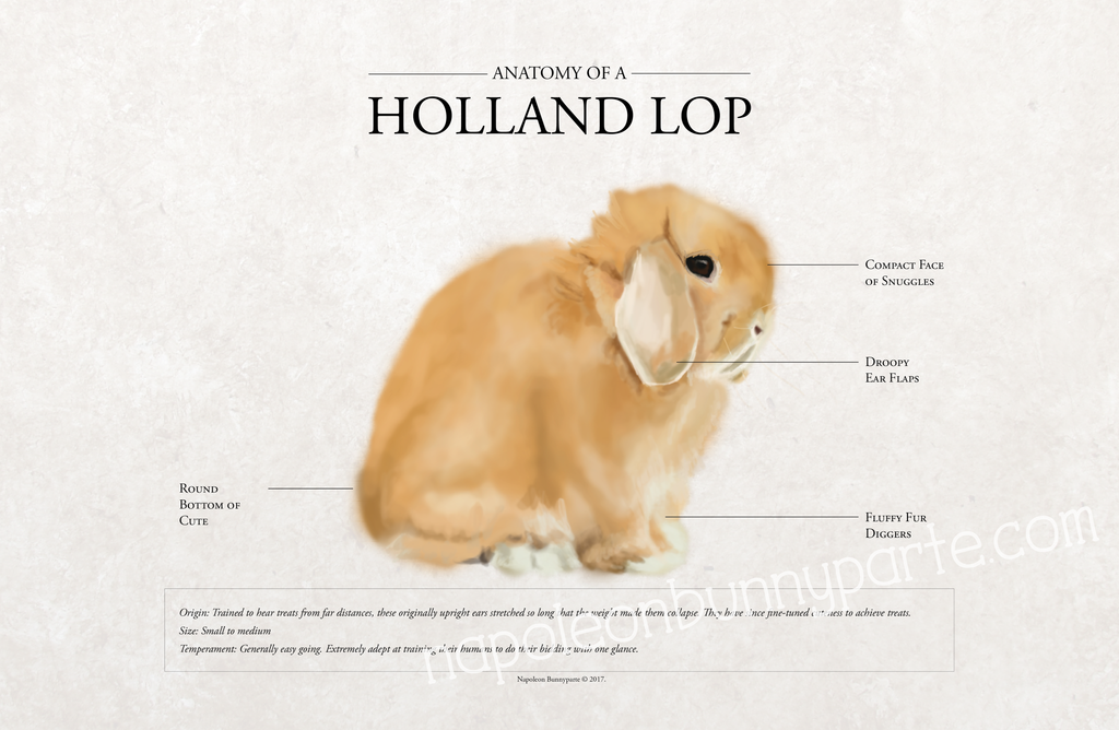 Holland Lop Poster | Napoleon Bunnyparte
