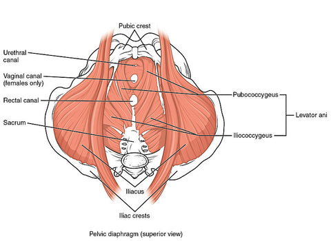 How to strengthen pelvic floor to reduce incontinence bladder leakage