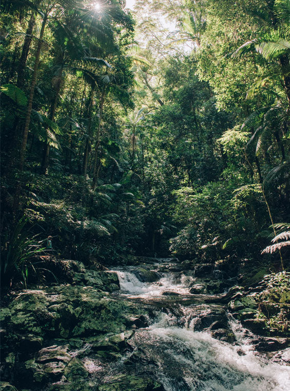 Canopy Agreement