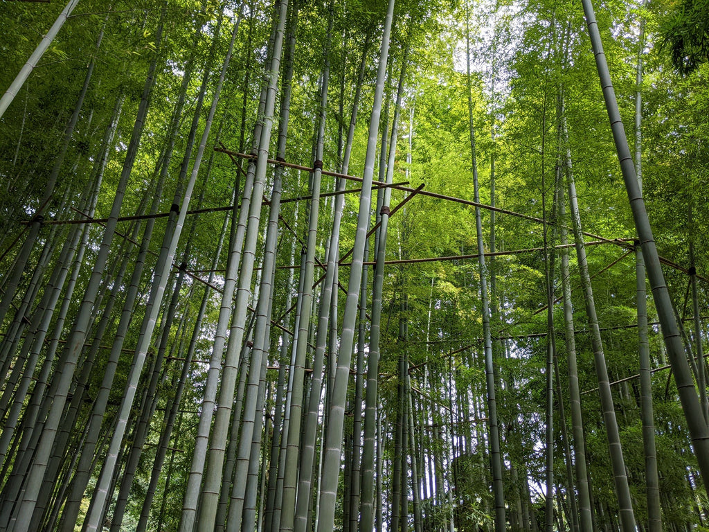 Bamboo forest with bamboo structural supports