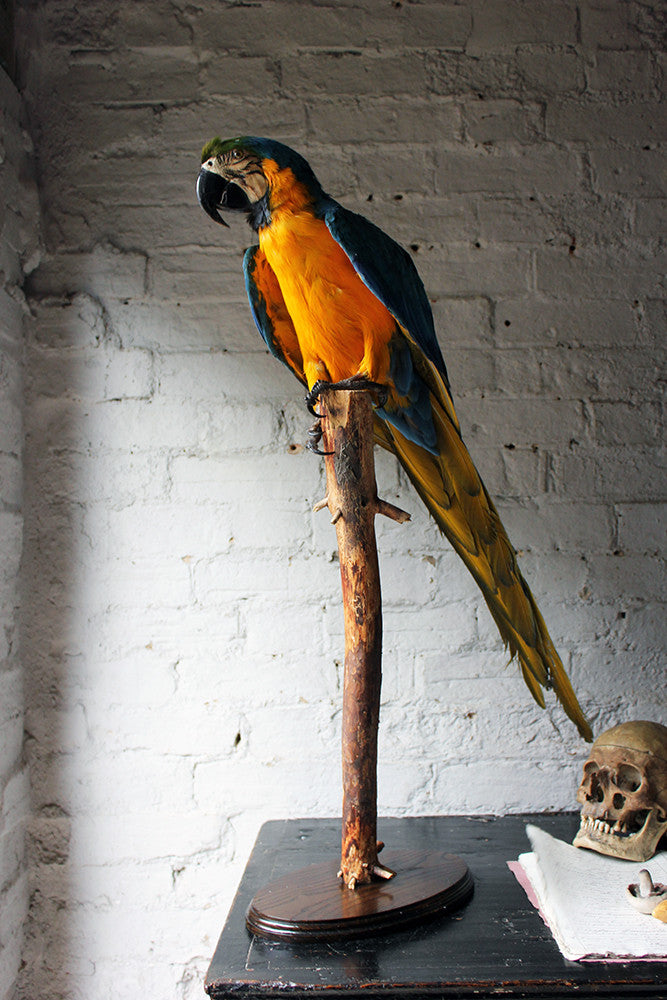 A Wonderful 20thC Taxidermy Blue & Gold Macaw – Doe & Hope