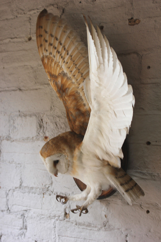 stuffed barn owl