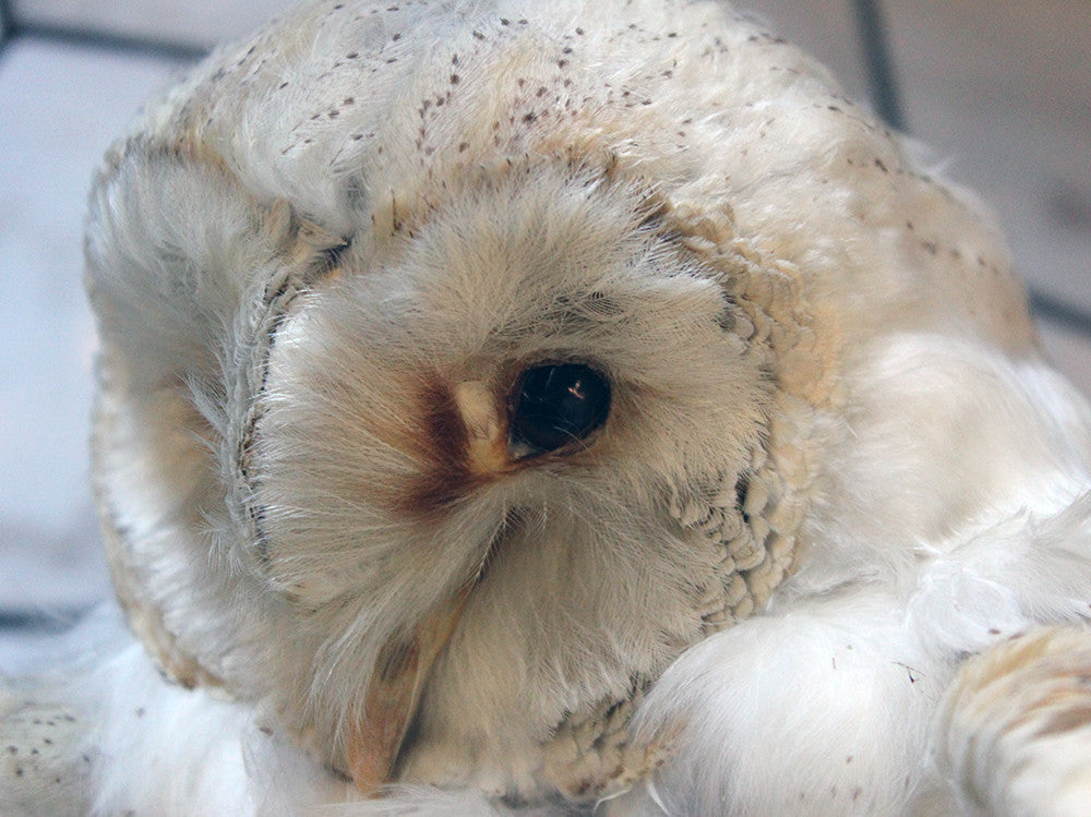 A Taxidermy Study of a Barn Owl in a Victorian Glass Terrarium – Doe & Hope