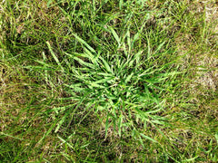 Grass needing a crabgrass killer