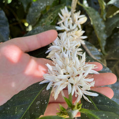 Gesha Trees Flowering