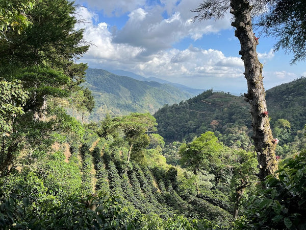 View of coffee plants growing on the mountainside
