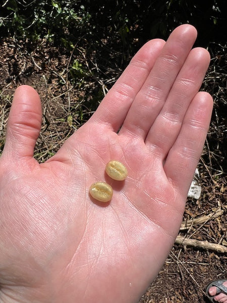 Hand holding two coffee beans covered in mucilage