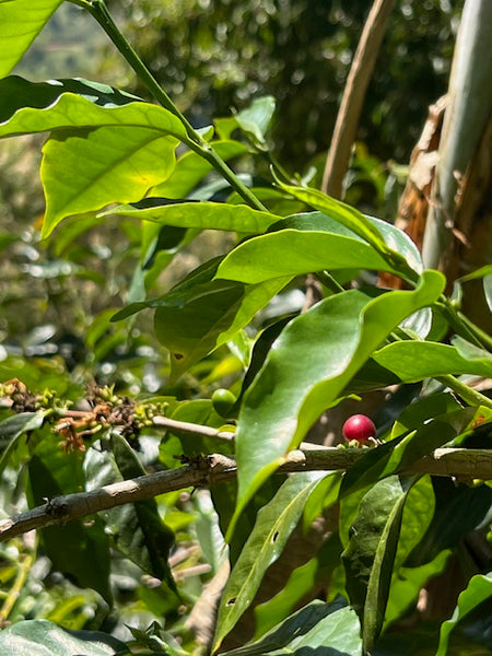 Last ripe coffee cherry on the plant