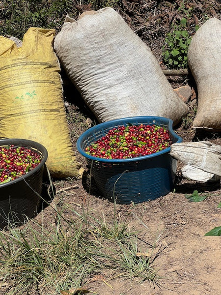 Bags and bins of just picked coffee cherries