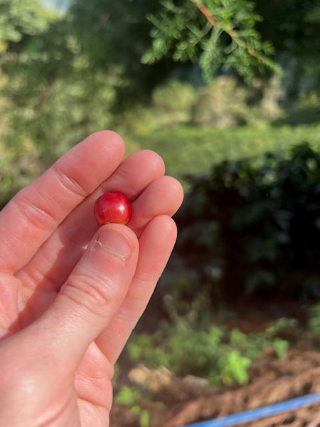 Hand holding coffee cherry