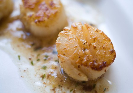 giant scallop